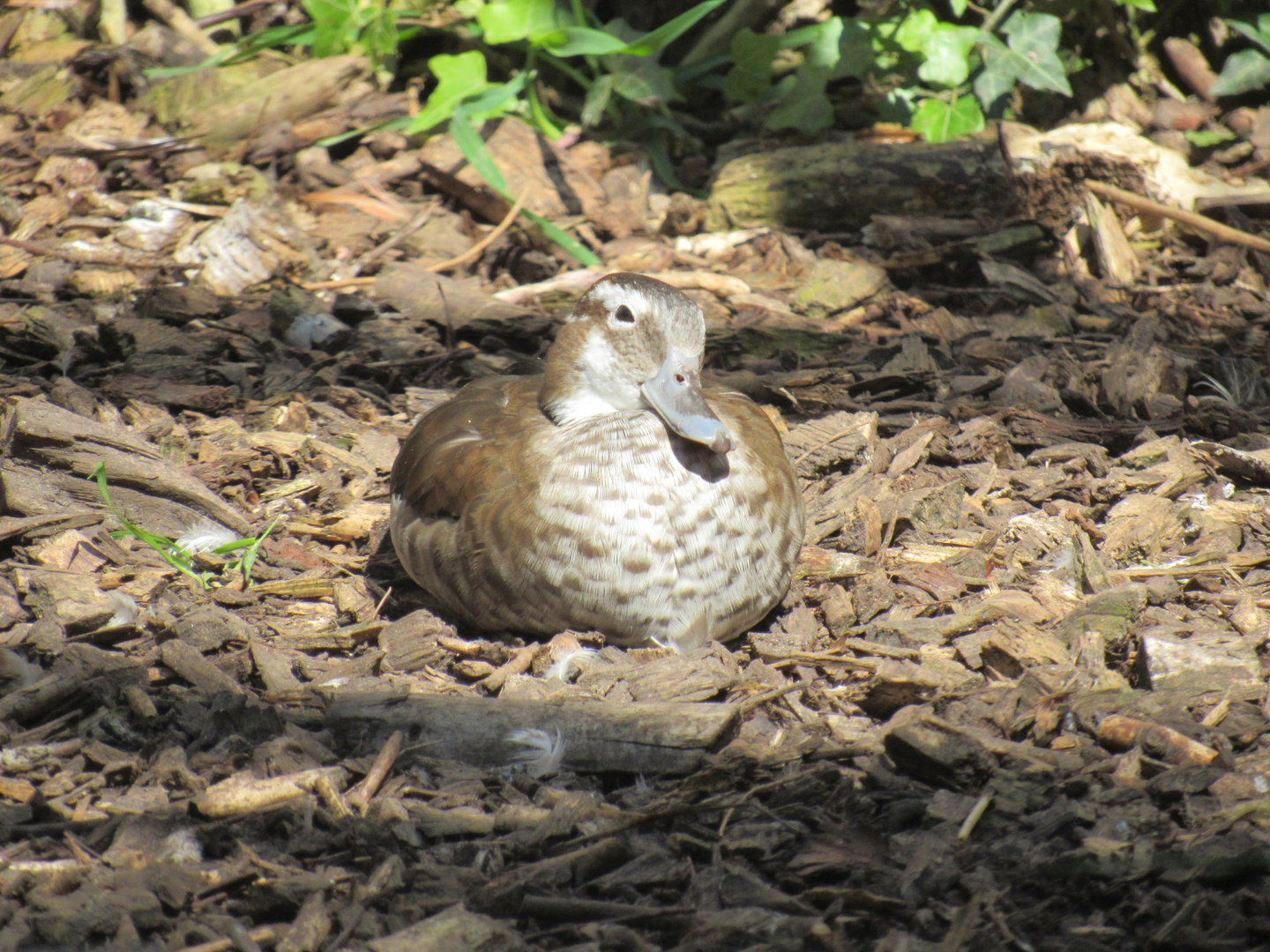 Ringed Teal