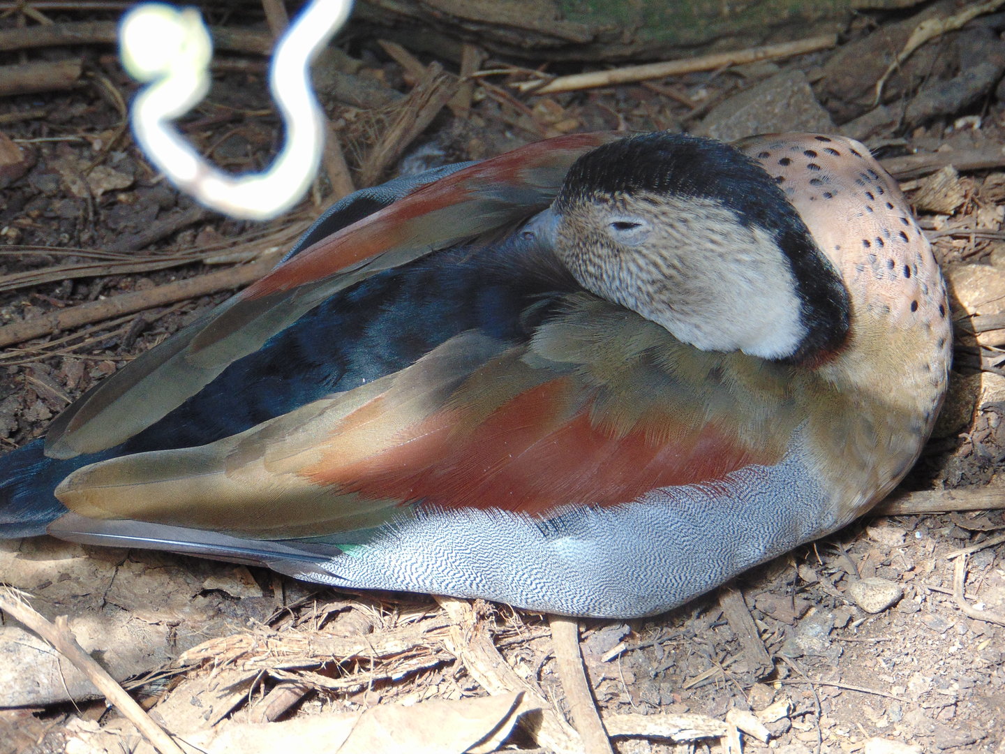 Ringed Teal
