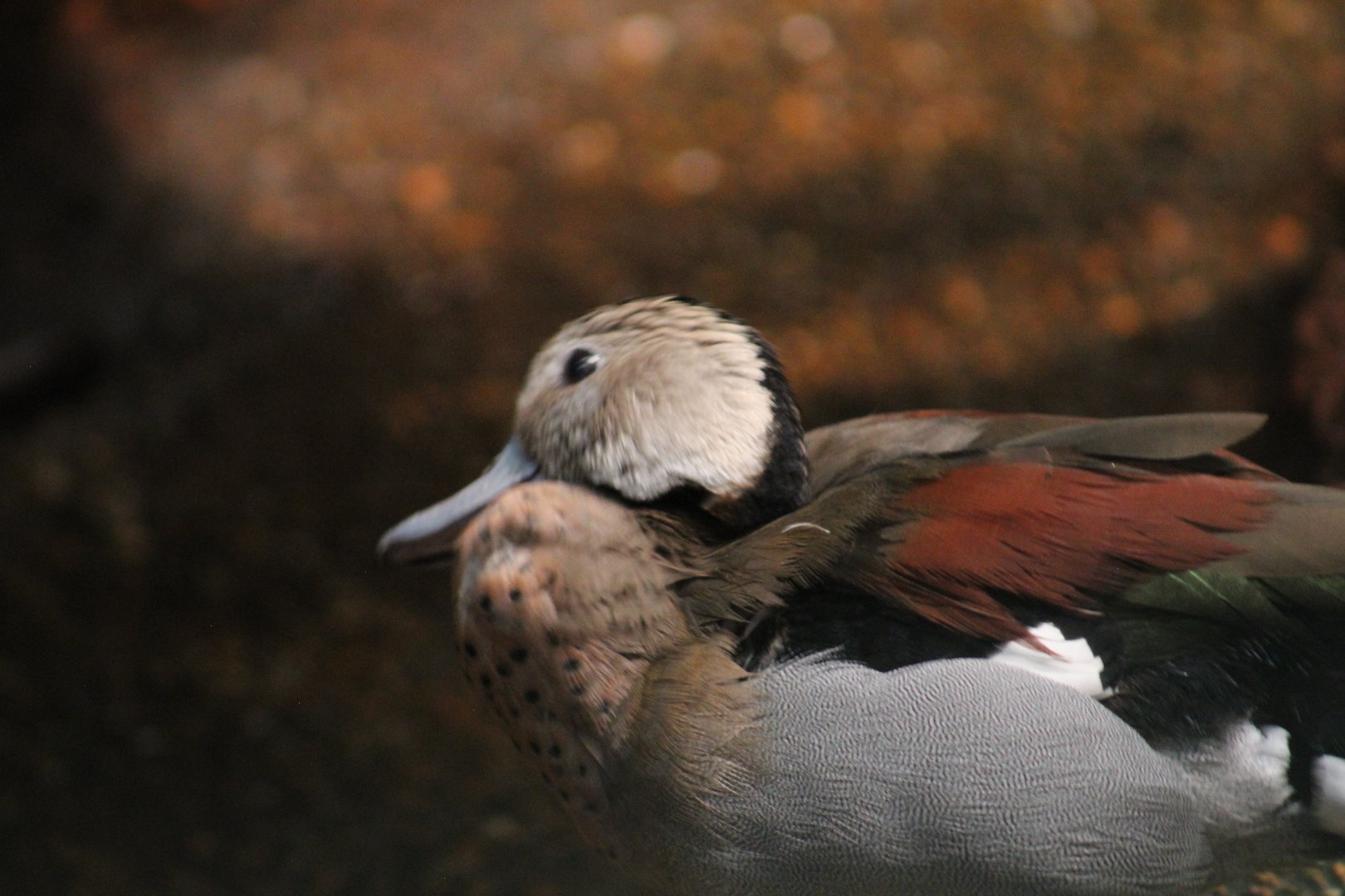 Ringed Teal