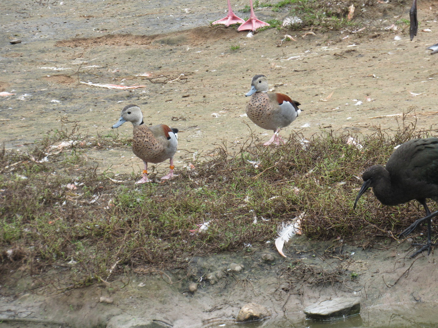 Ringed Teal