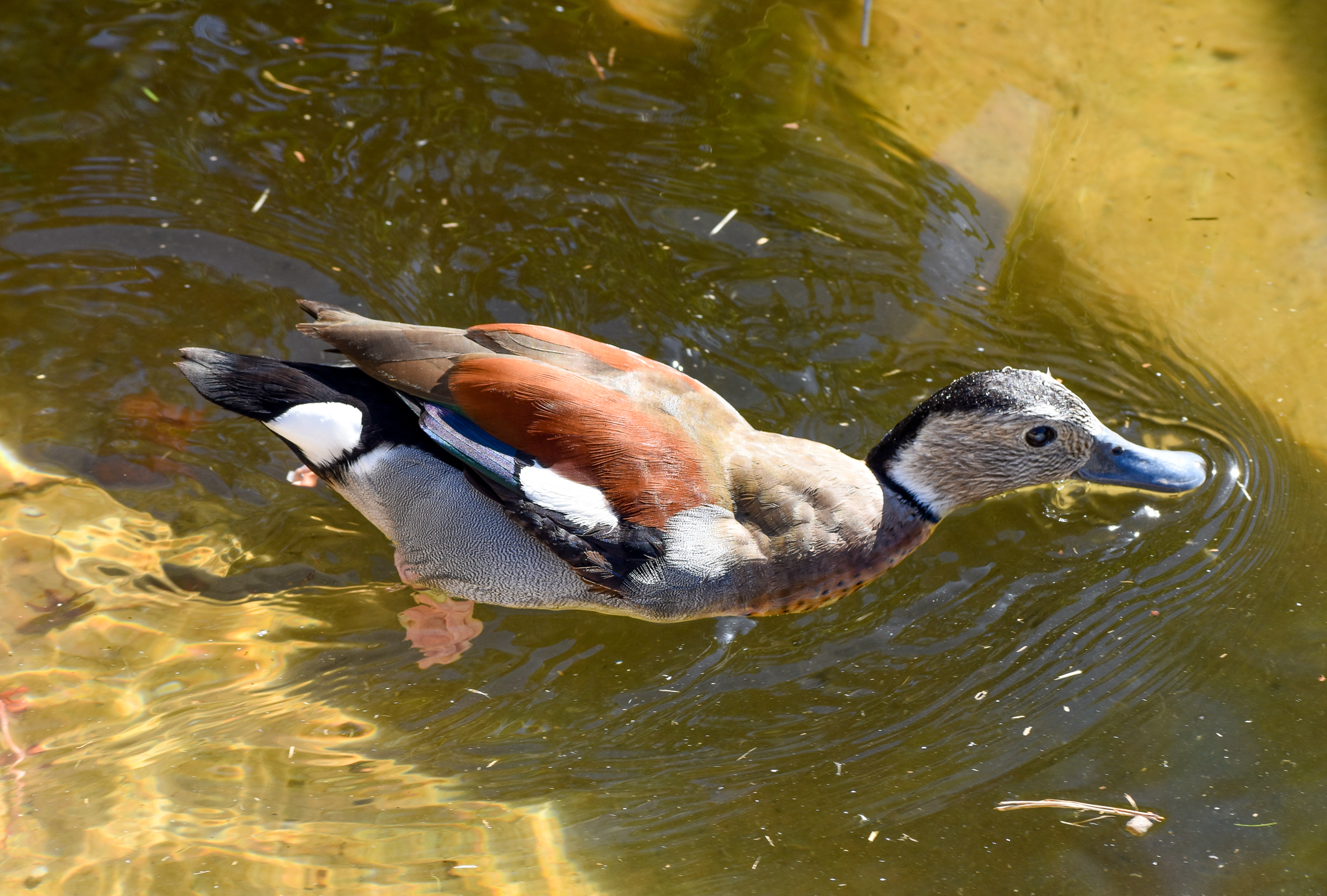 Ringed Teal