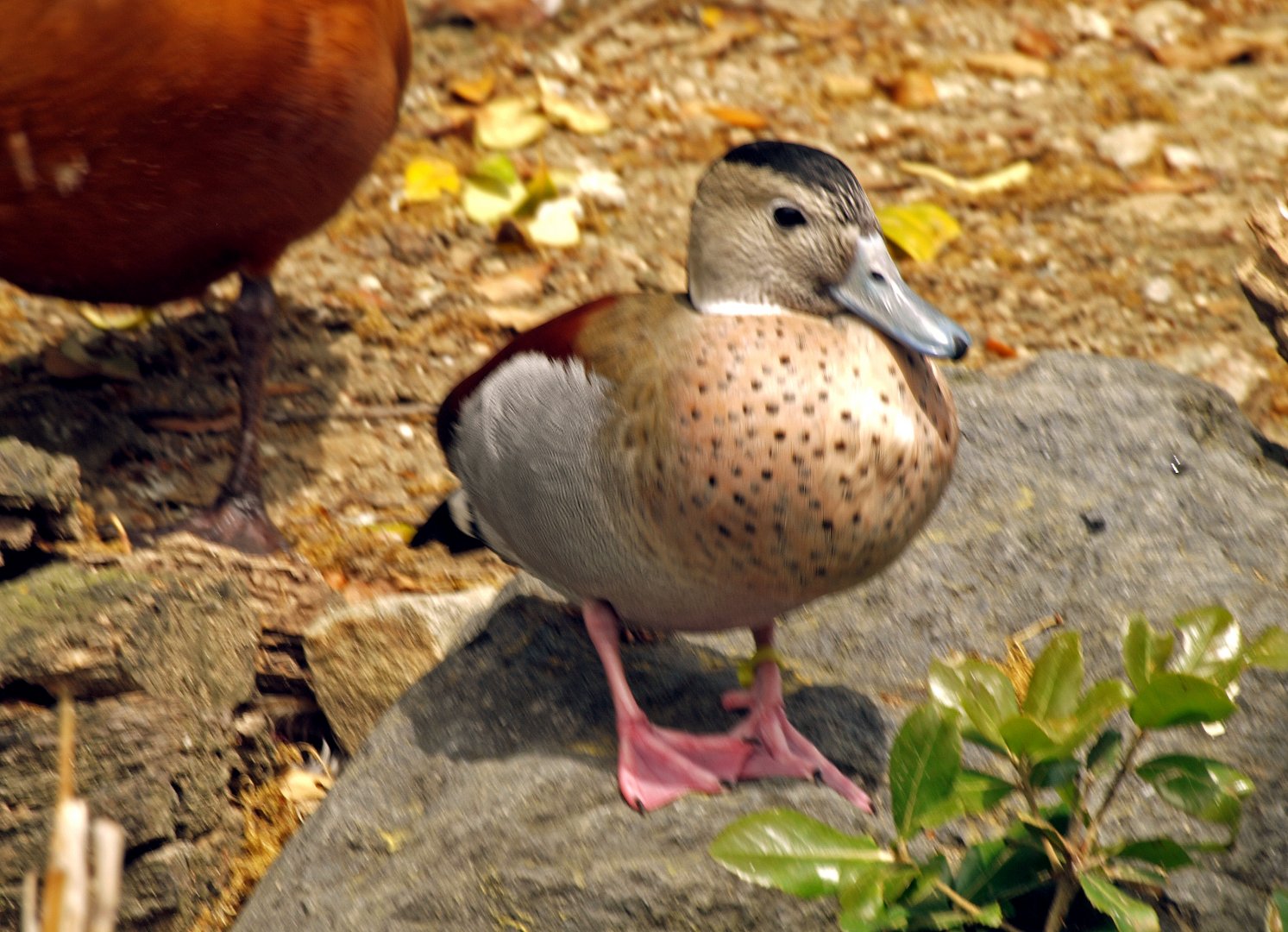Ringed teal