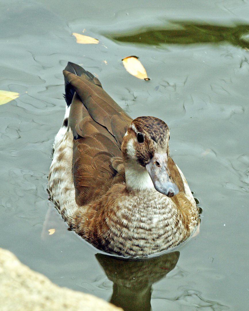 Ringed teal