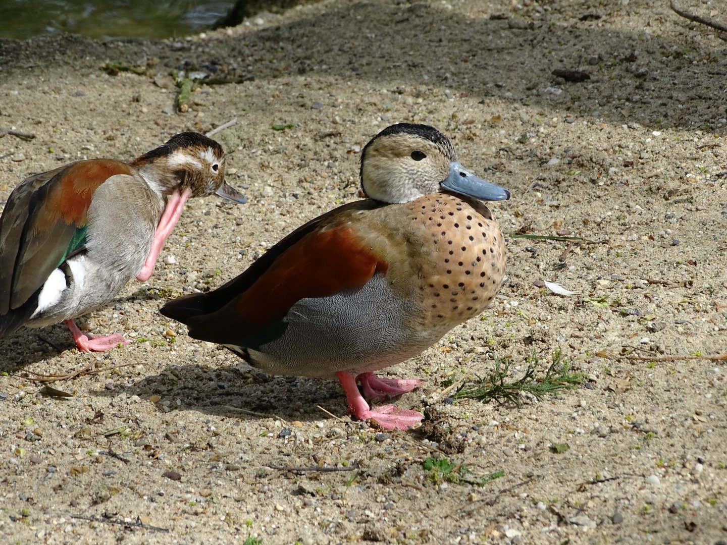 Ringed teal