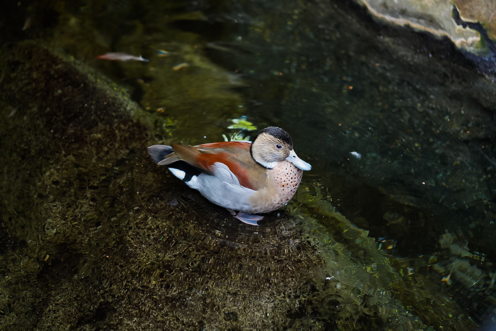 Ringed Teal