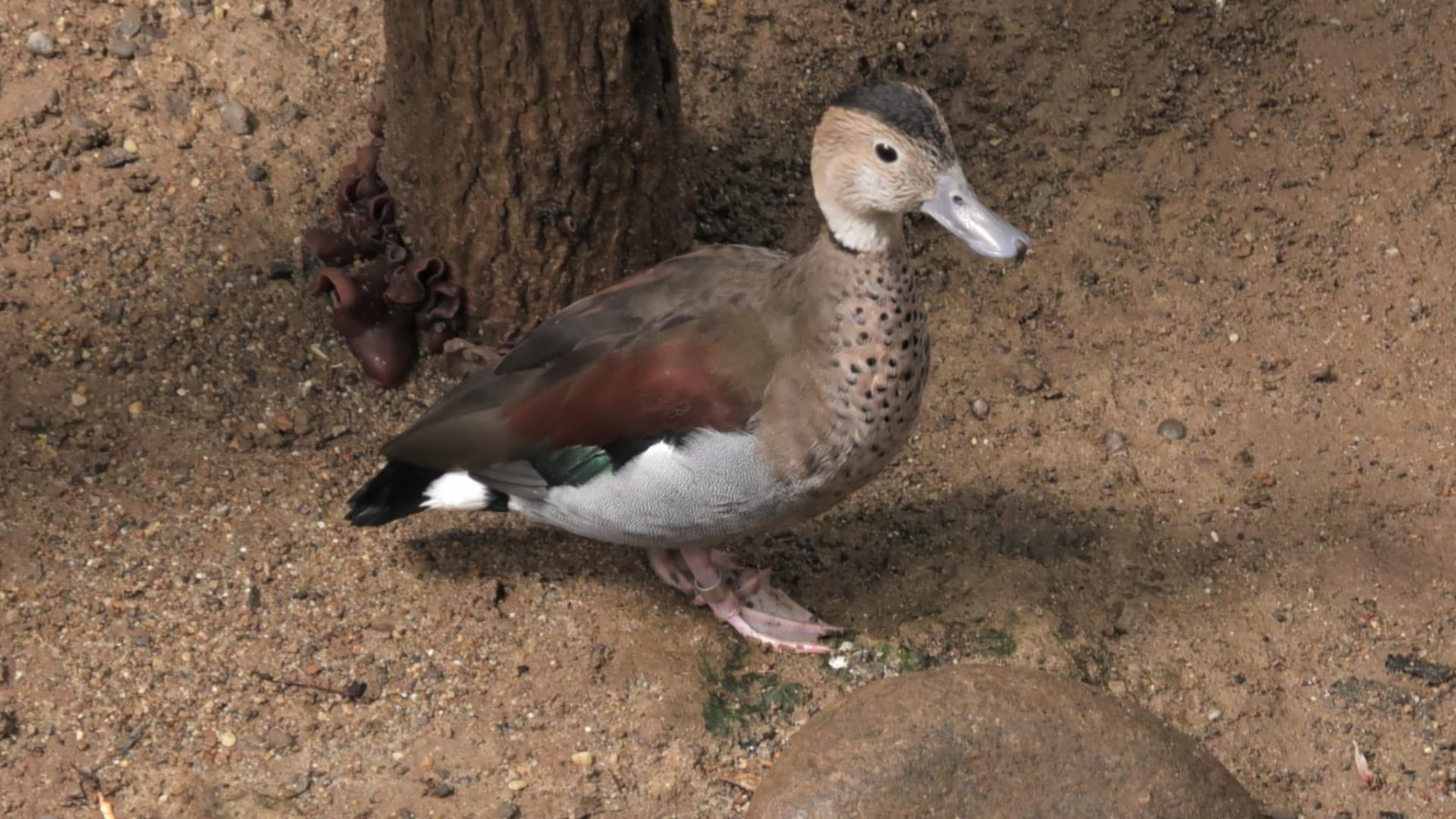Ringed teal