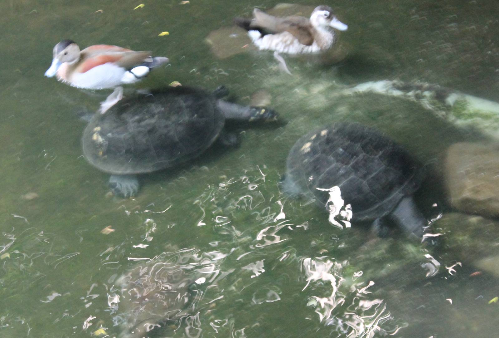 Ringed teals and turtles