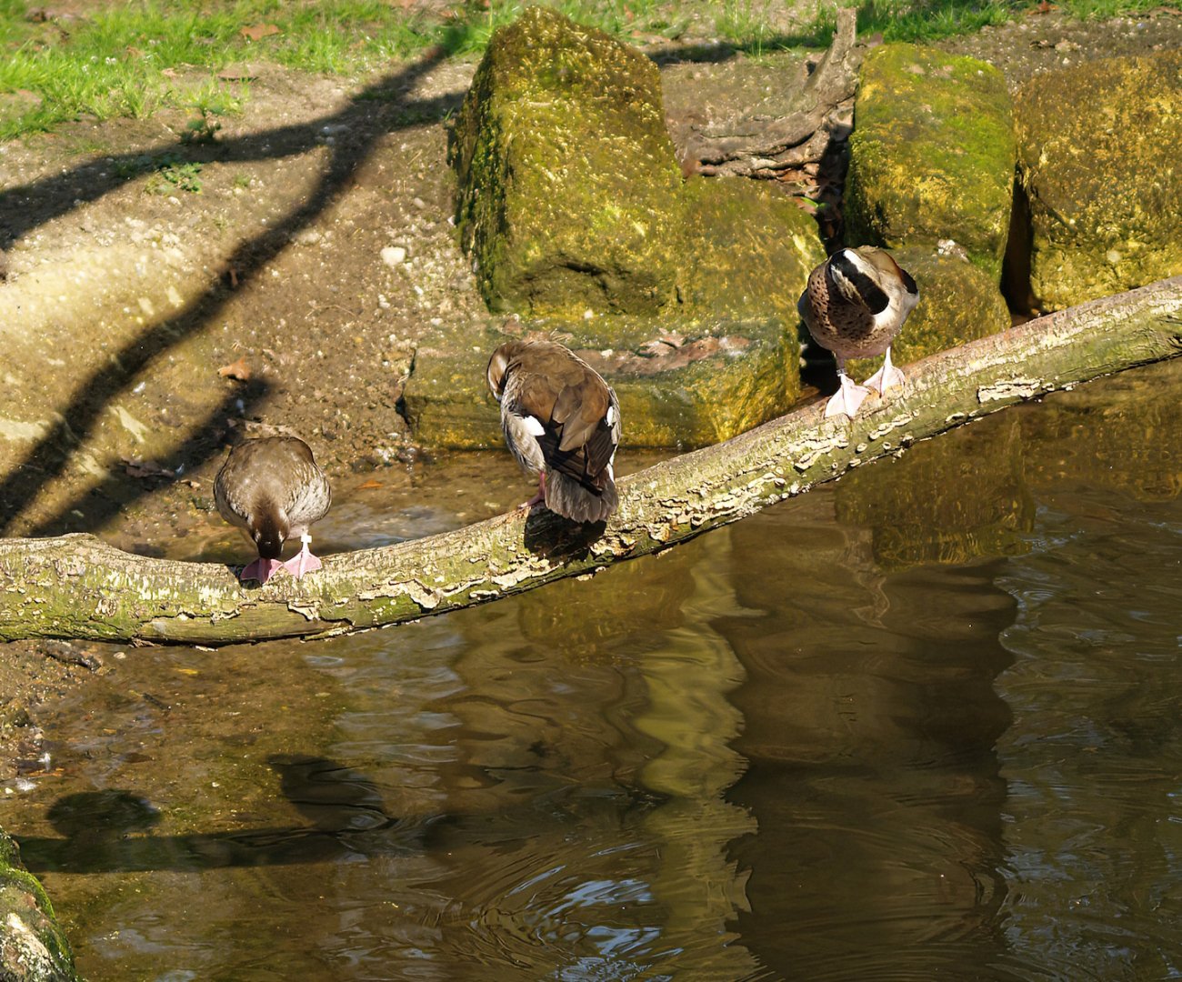 Ringed teals (Callonetta leucophrys), 2010-04-18