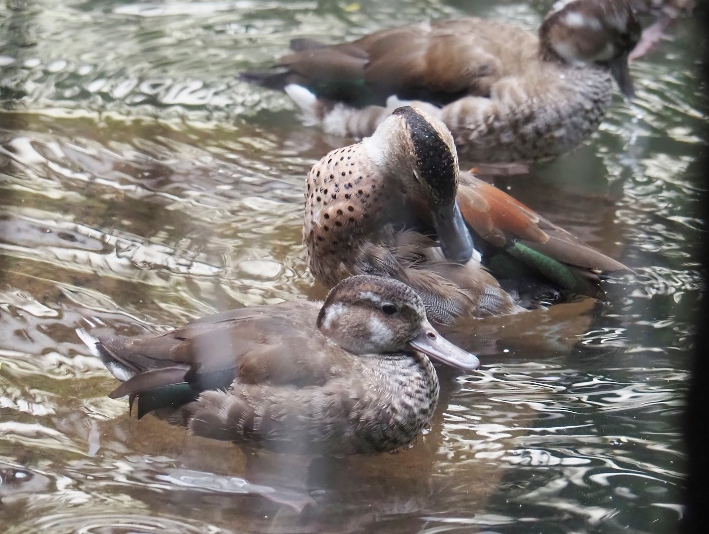 Ringed teals (Callonetta leucophrys), 2023-10-13