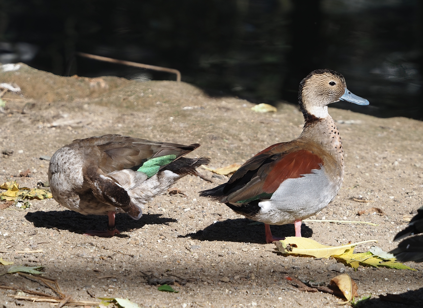 Ringed teals (Callonetta leucophrys), 2024-09-17