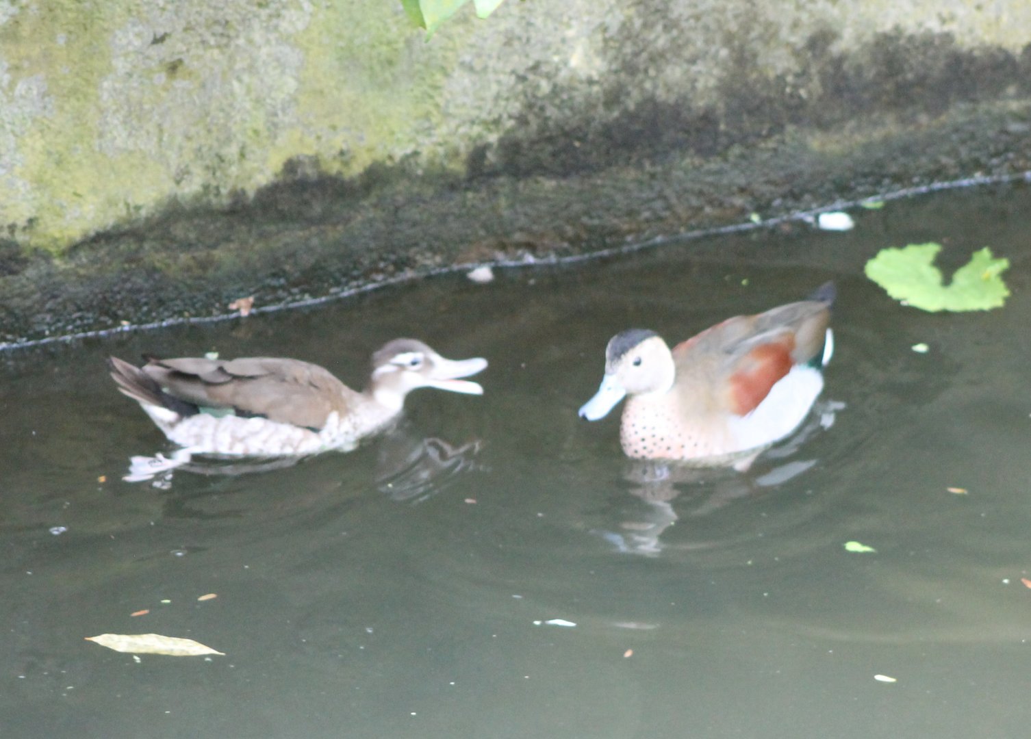 Ringed teals - left the female, as can be seen ;)