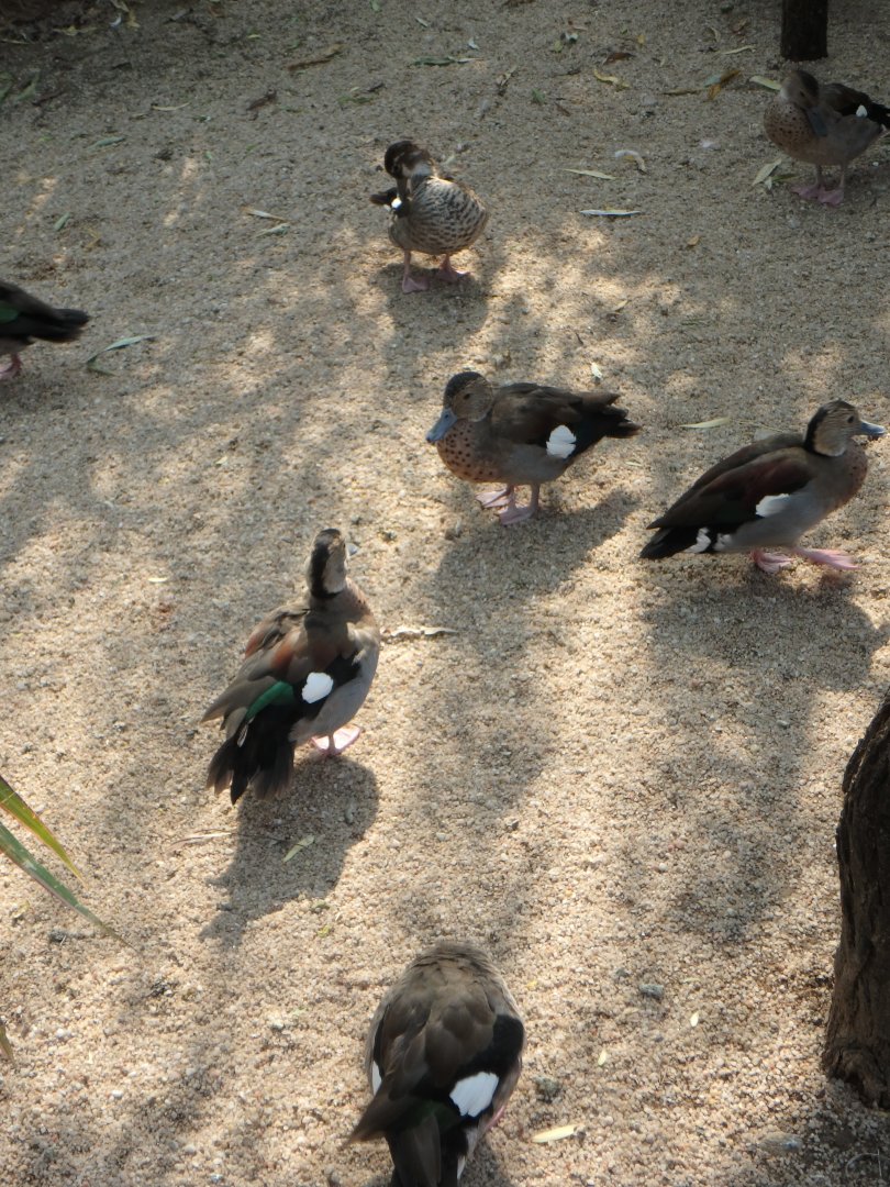 Ringed teals