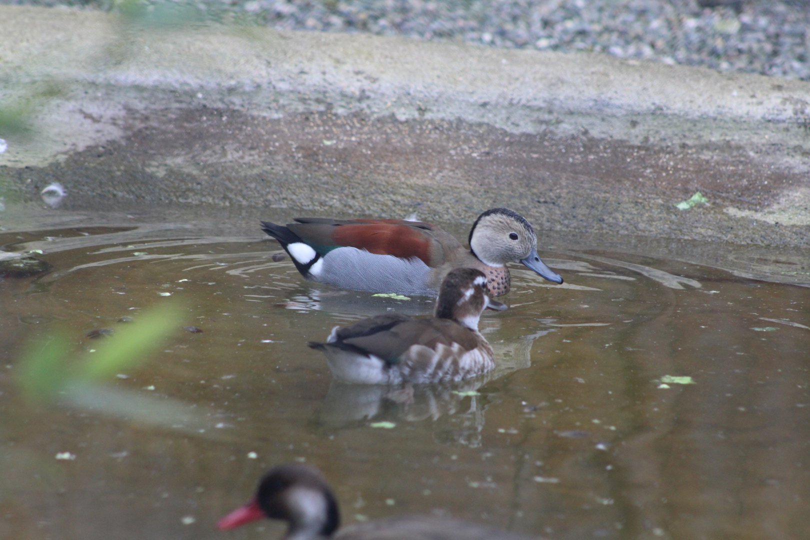 Ringed Tel 17 March 2020
