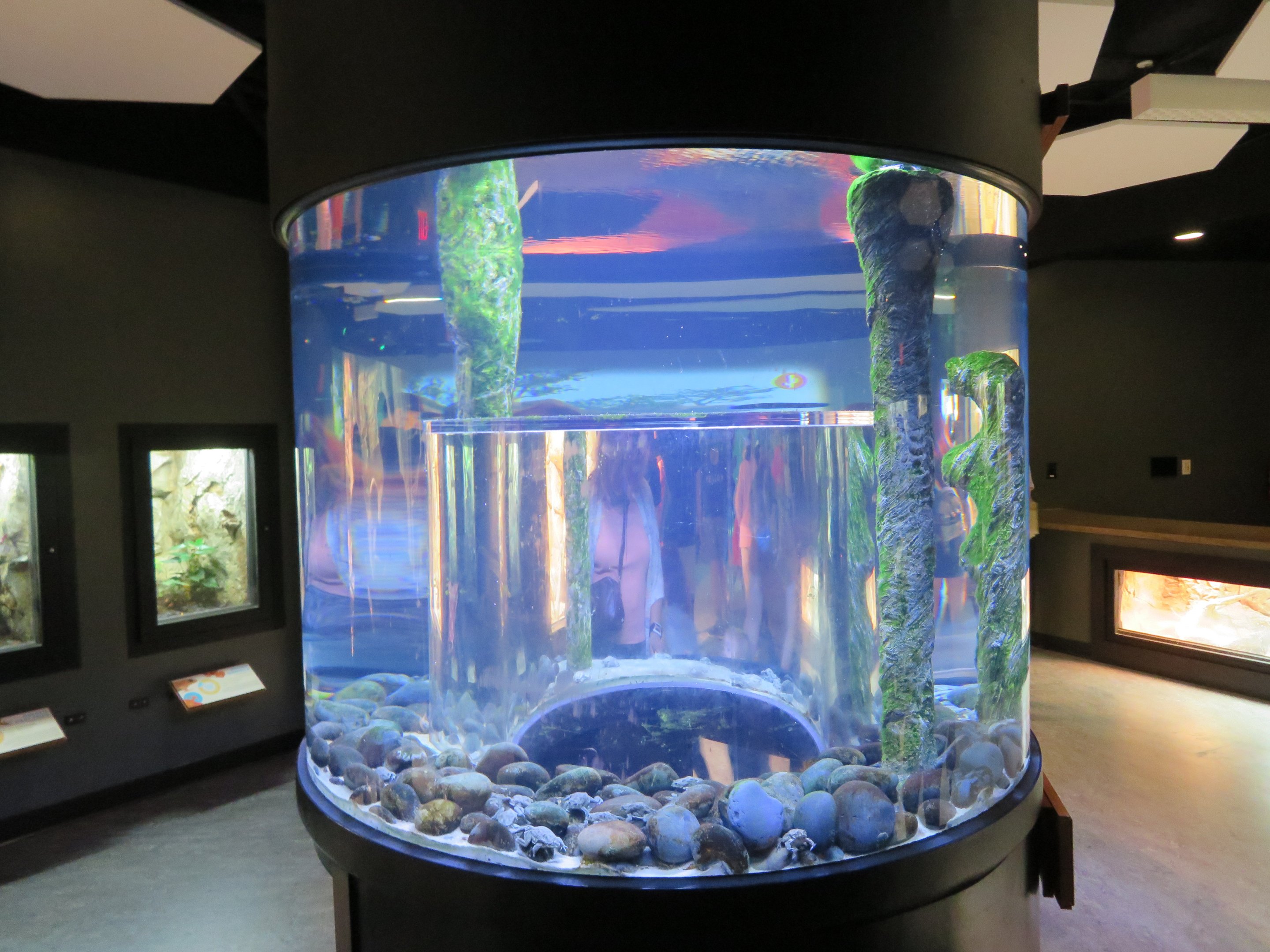 Ringed Titicaca Water Frog Tank