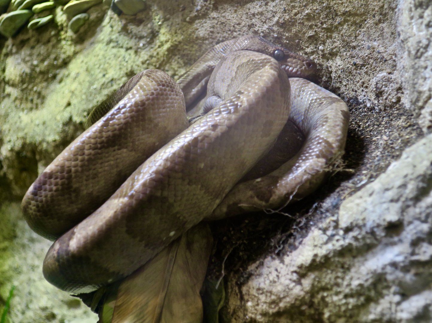 Ringed Tree Boa (Corallus annulatus)