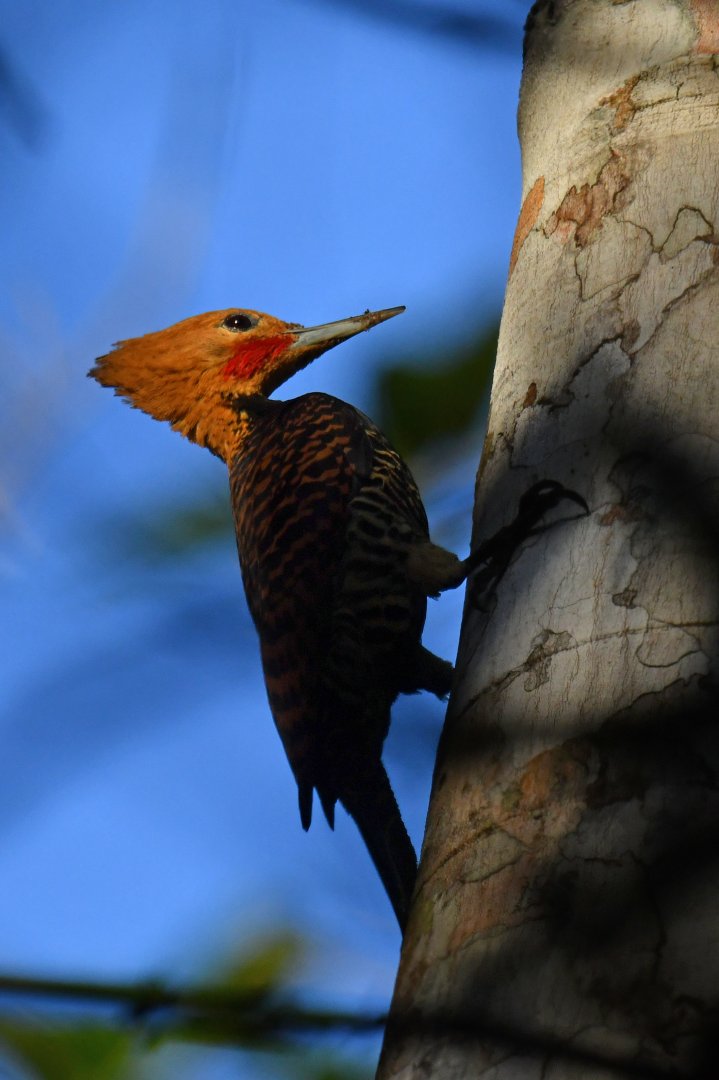 Ringed Woodpecker Celeus torquatus