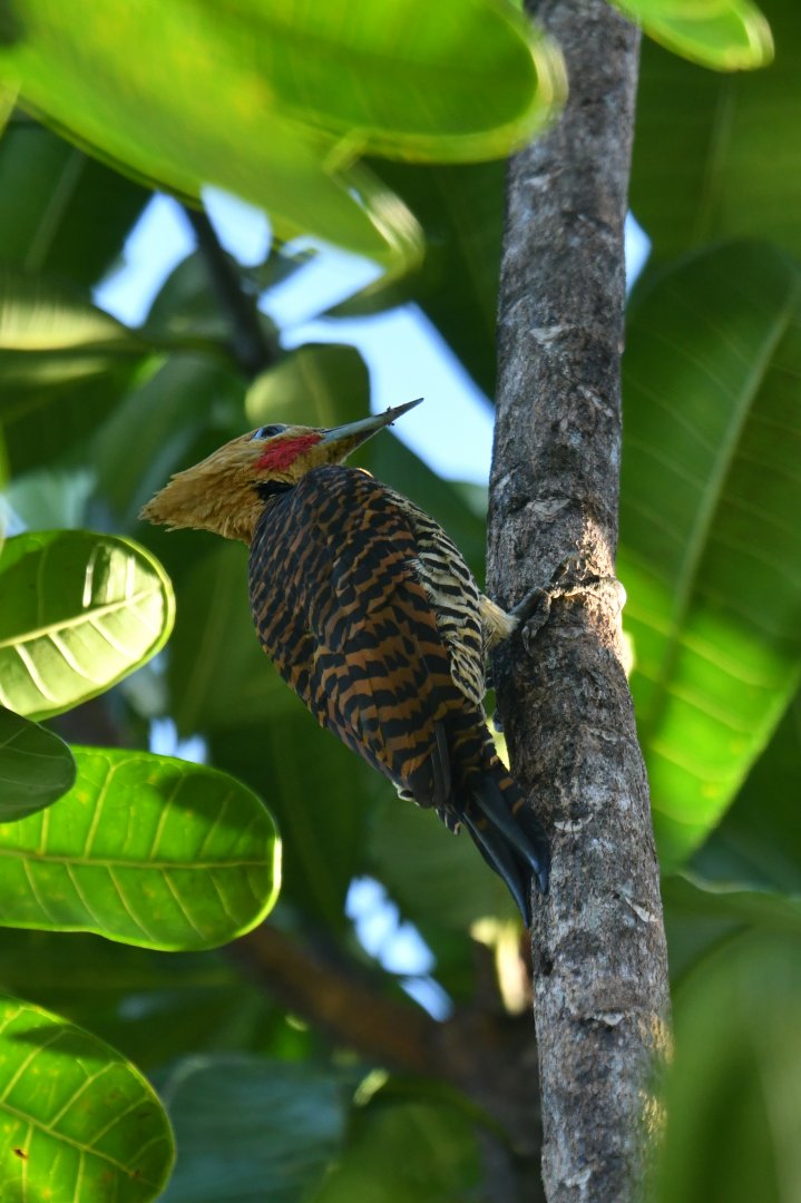 Ringed Woodpecker Celeus torquatus