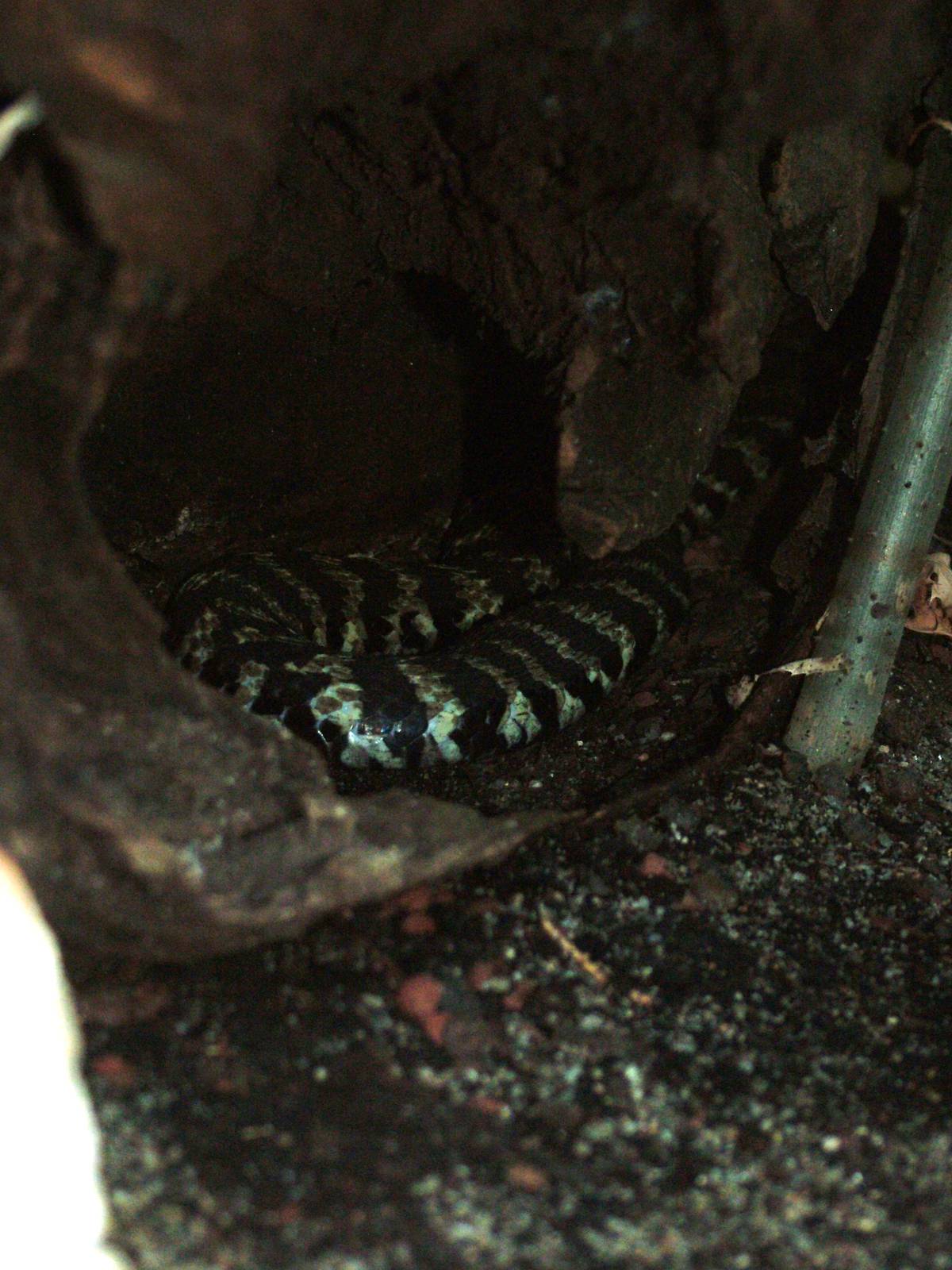 Ringhals at Leipzig, 02/09/11