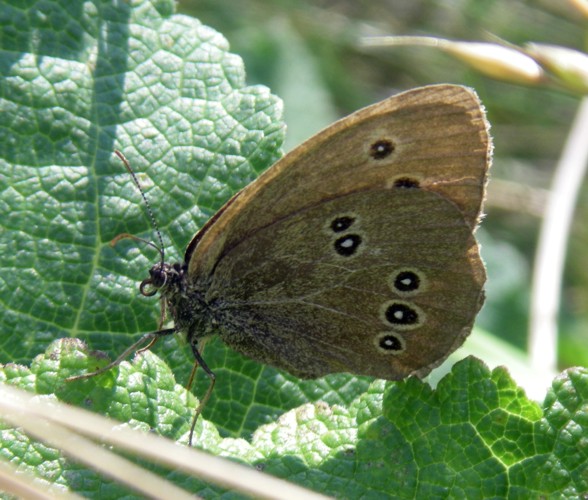 Ringlet (Aphantopus hyperanthus)