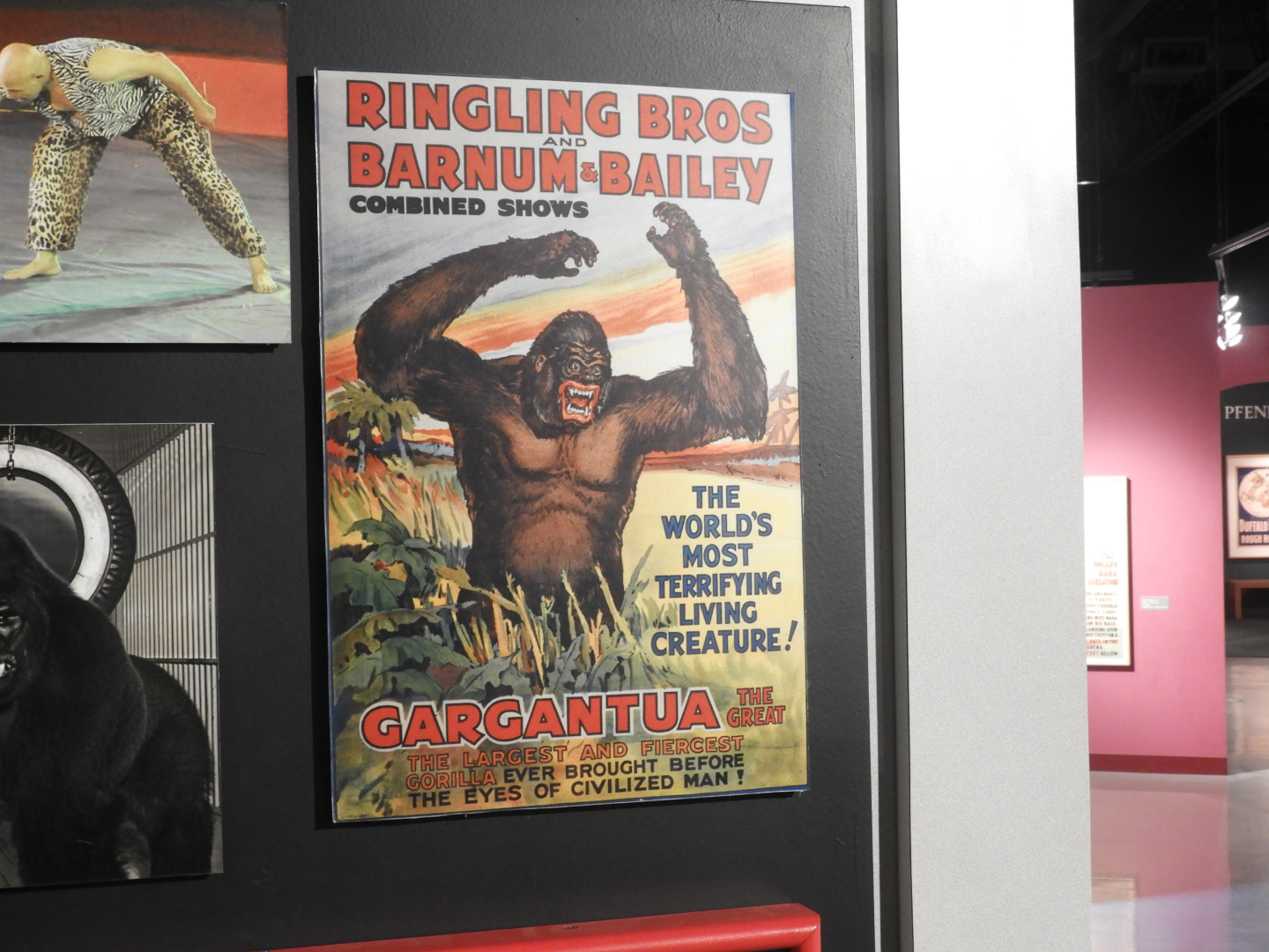 Ringling Bros. & Barnum and Bailey Combined Shows Mountain Gorilla Poster - Circus World Museum