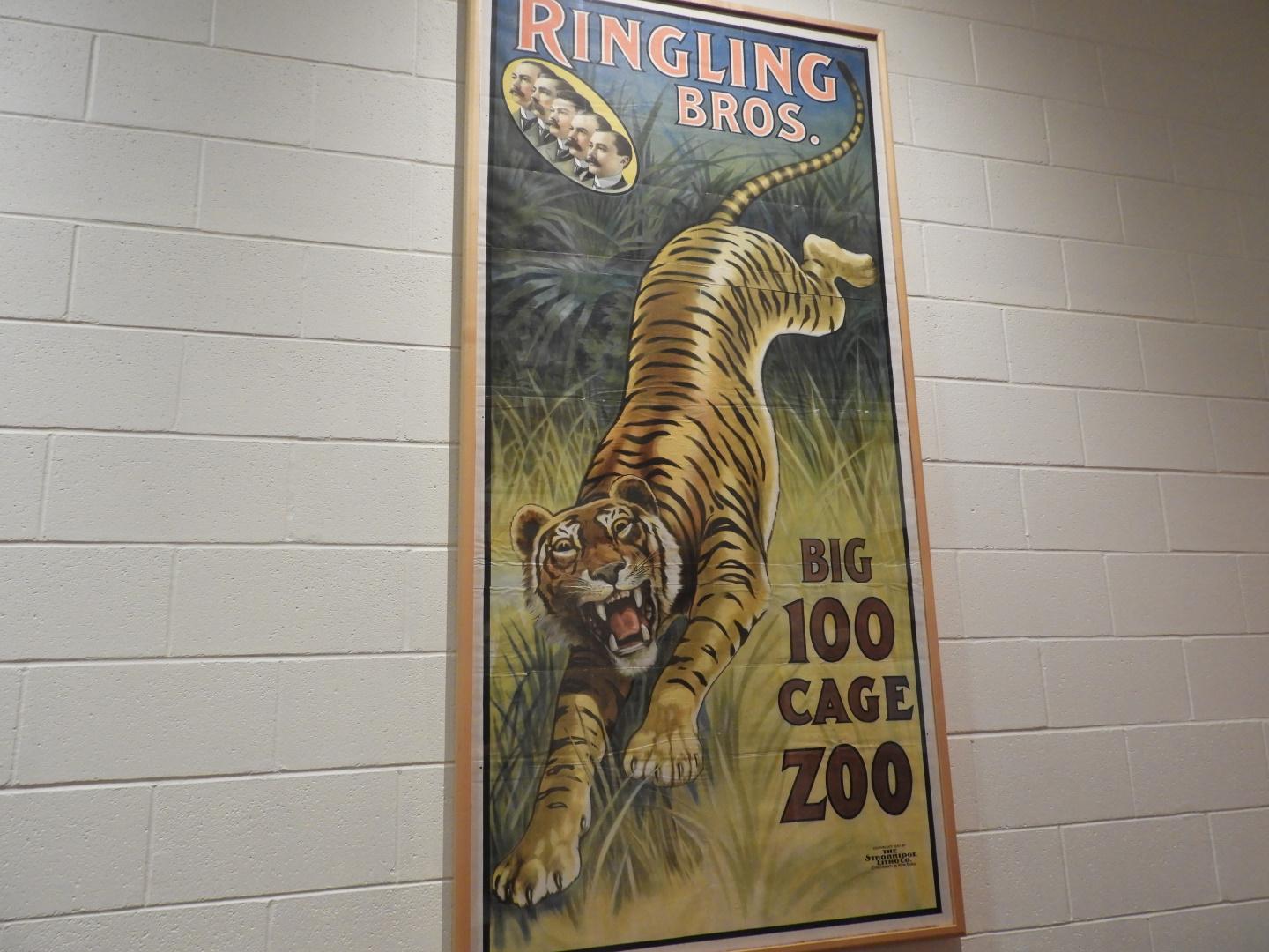 Ringling Bros. Circus Tiger Poster - Circus World Museum