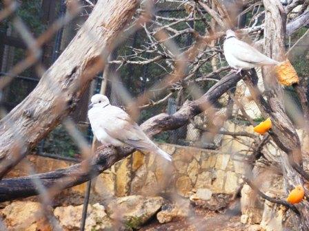 Ringneck Dove 13.12.08
