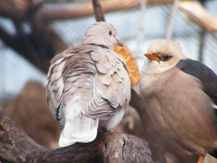 Ringneck Dove 13.12.08
