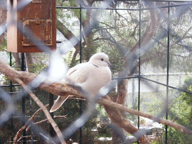 Ringneck Dove 13.12.08