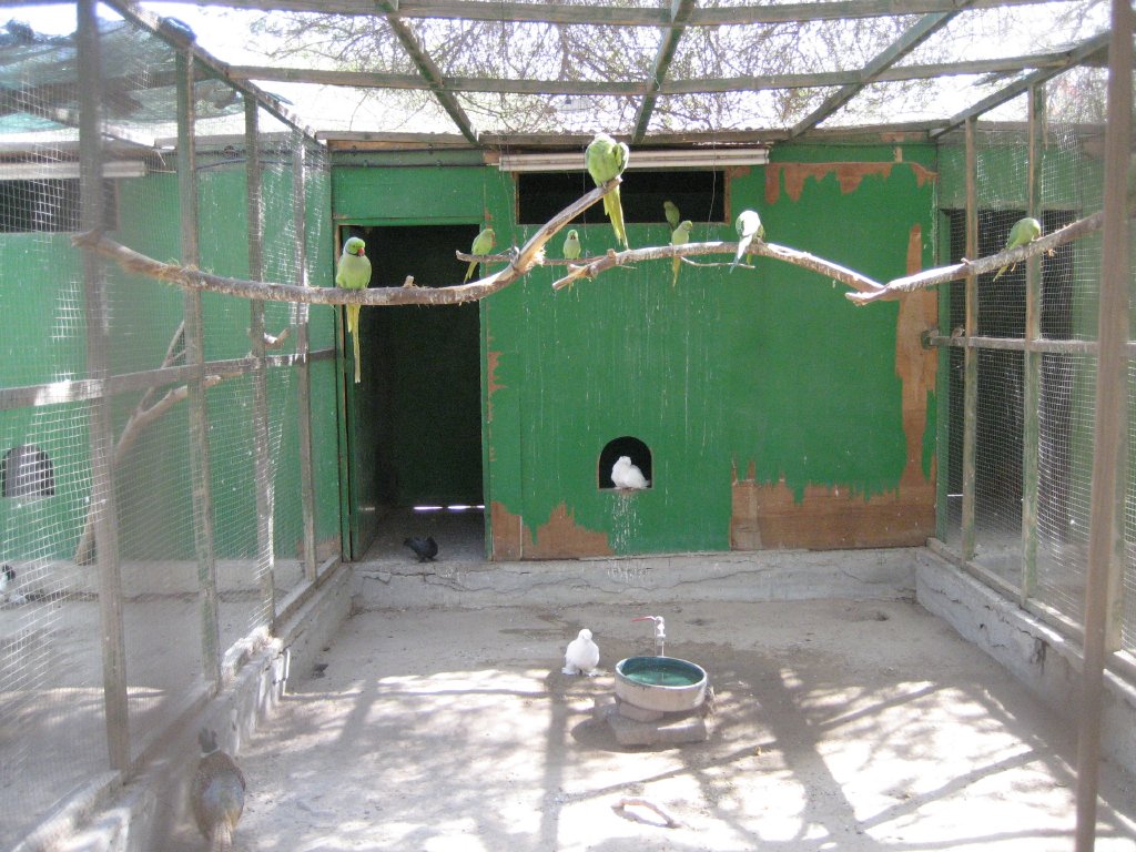 Ringneck Parrot Aviary