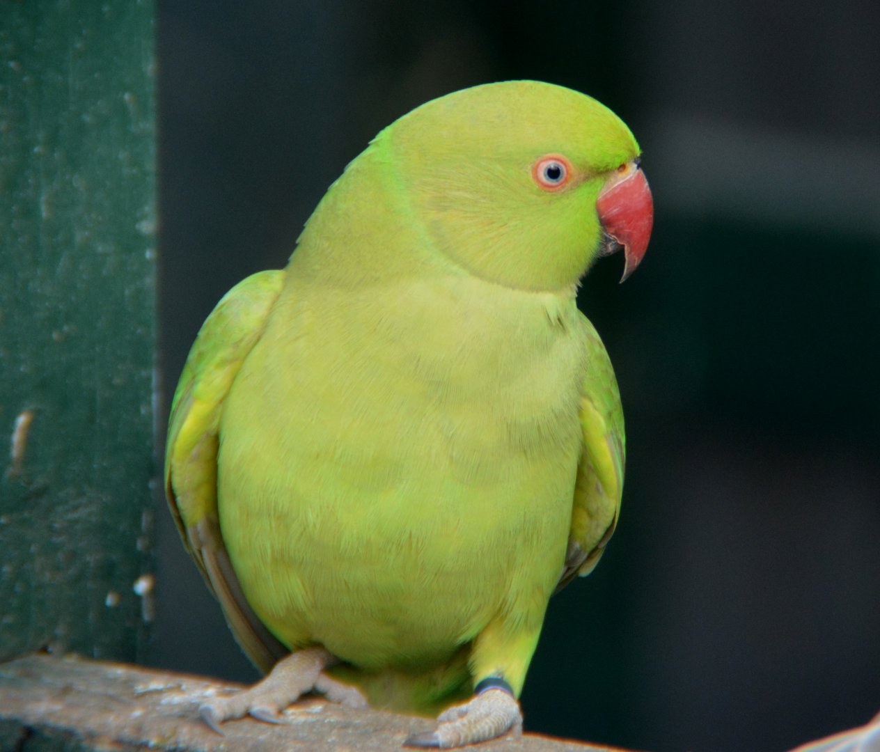 Ringneck parrot