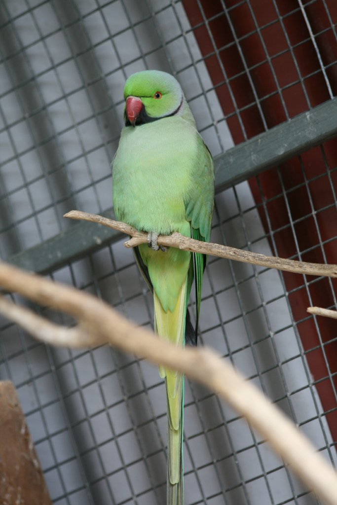 Ringneck Parrot