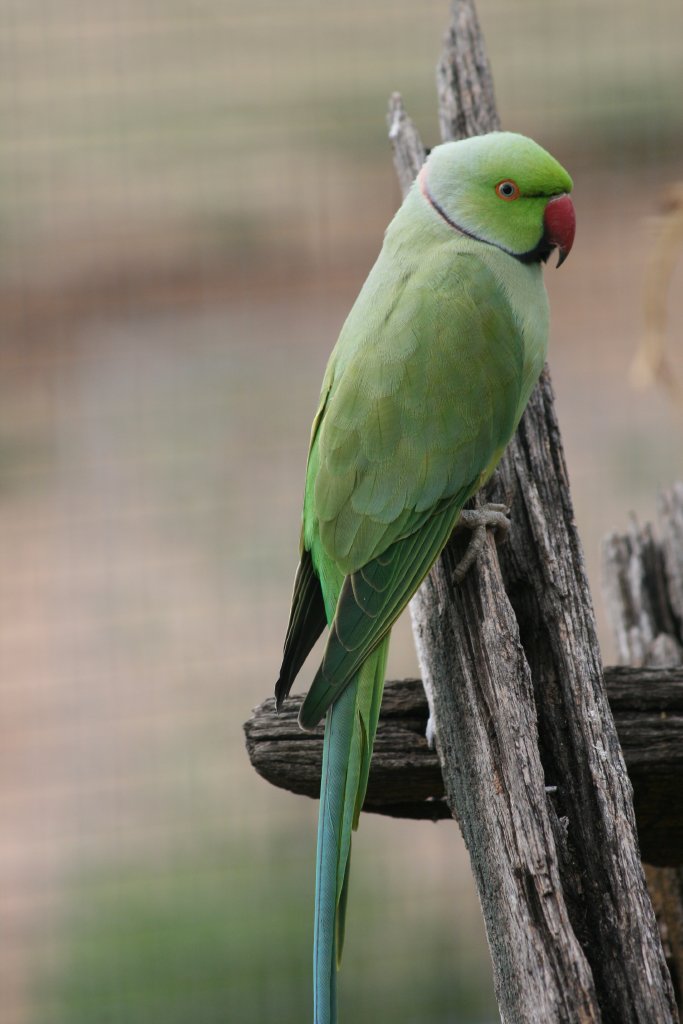 Ringneck Parrot