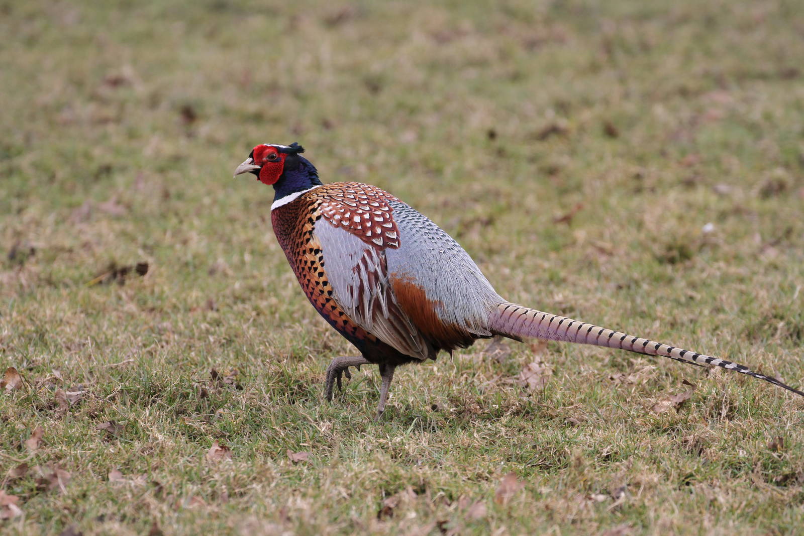 Ringneck Pheasant?