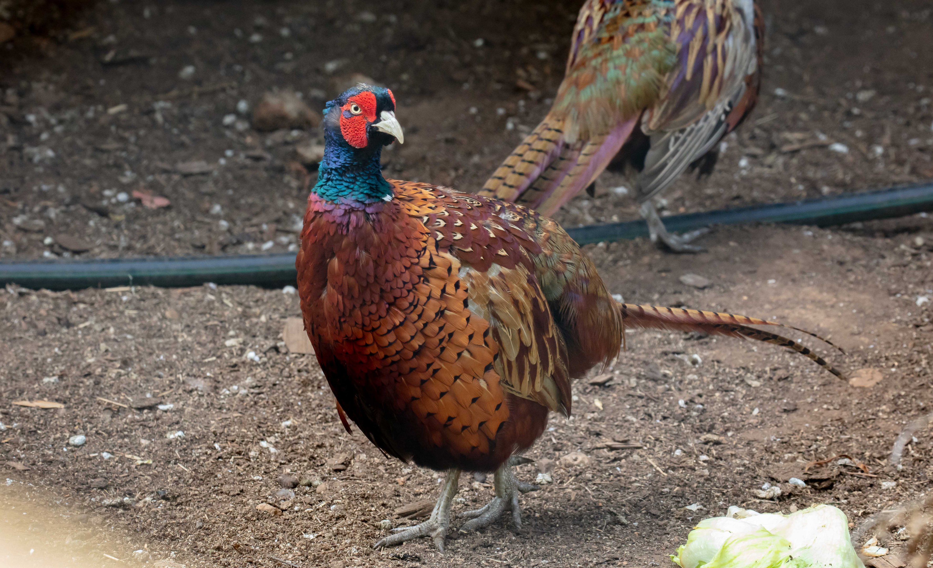 Ringneck Pheasant