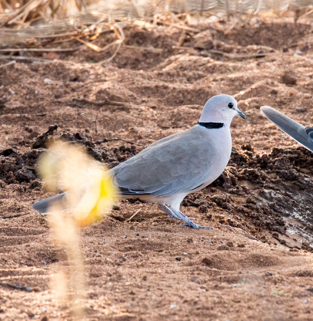 Ringnecked Dove