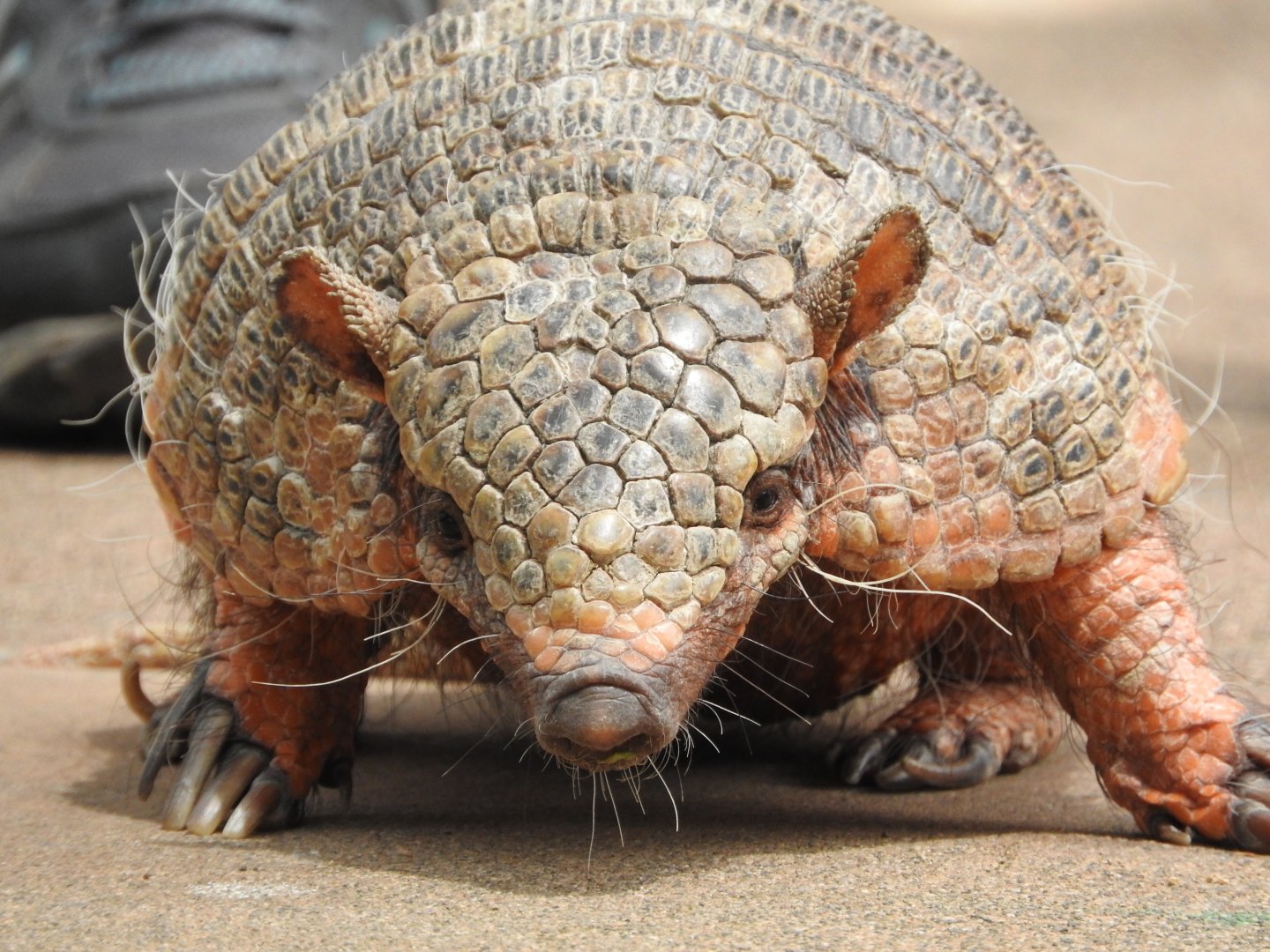 "Ringo", Six-banded Armadillo