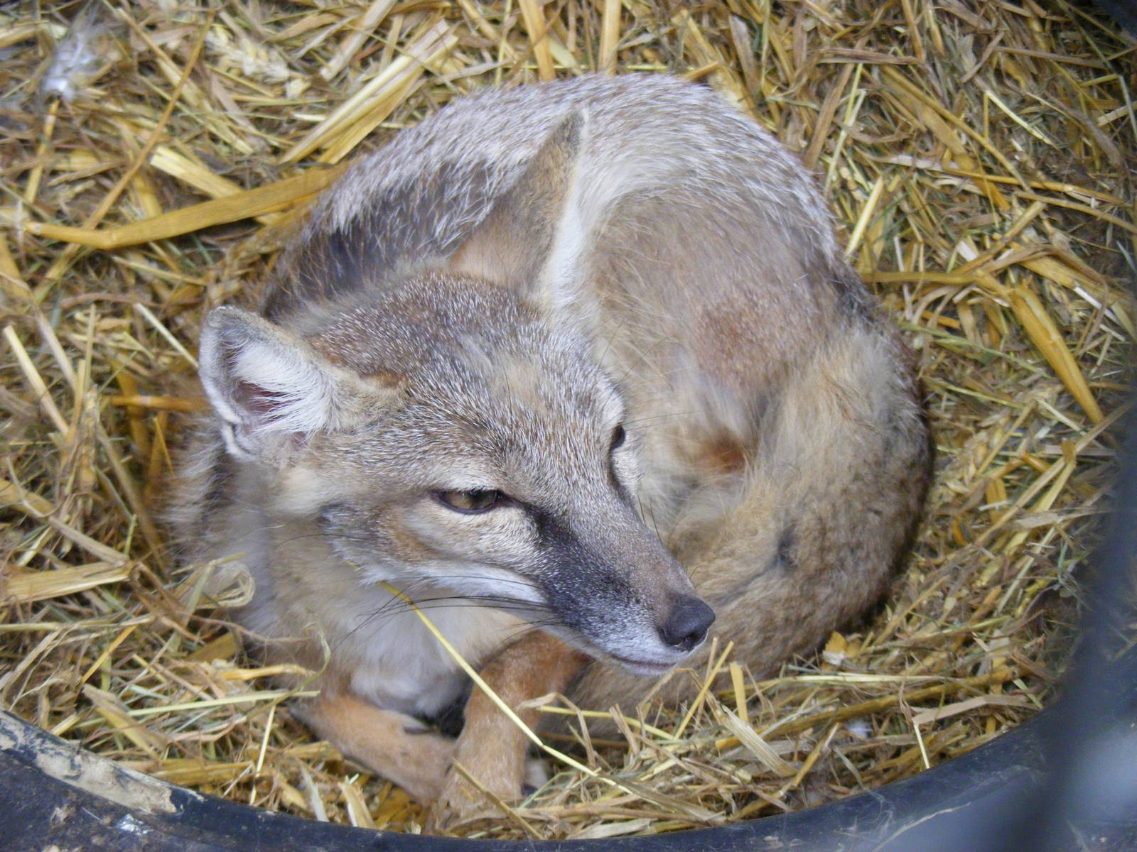 Ringo the corsac fox at Wickid Pets - Animal Adventure, 29 April 2011