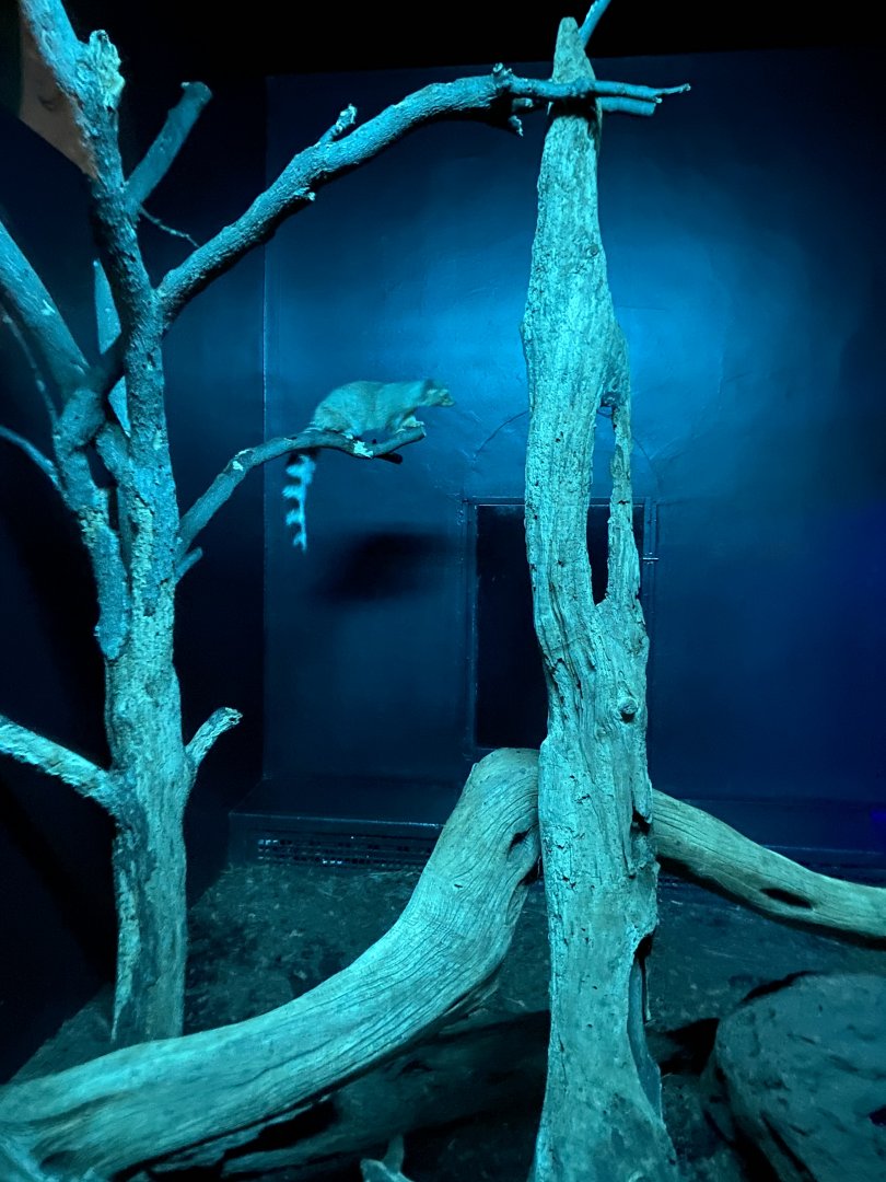 Ringtail 01 - Zoo America