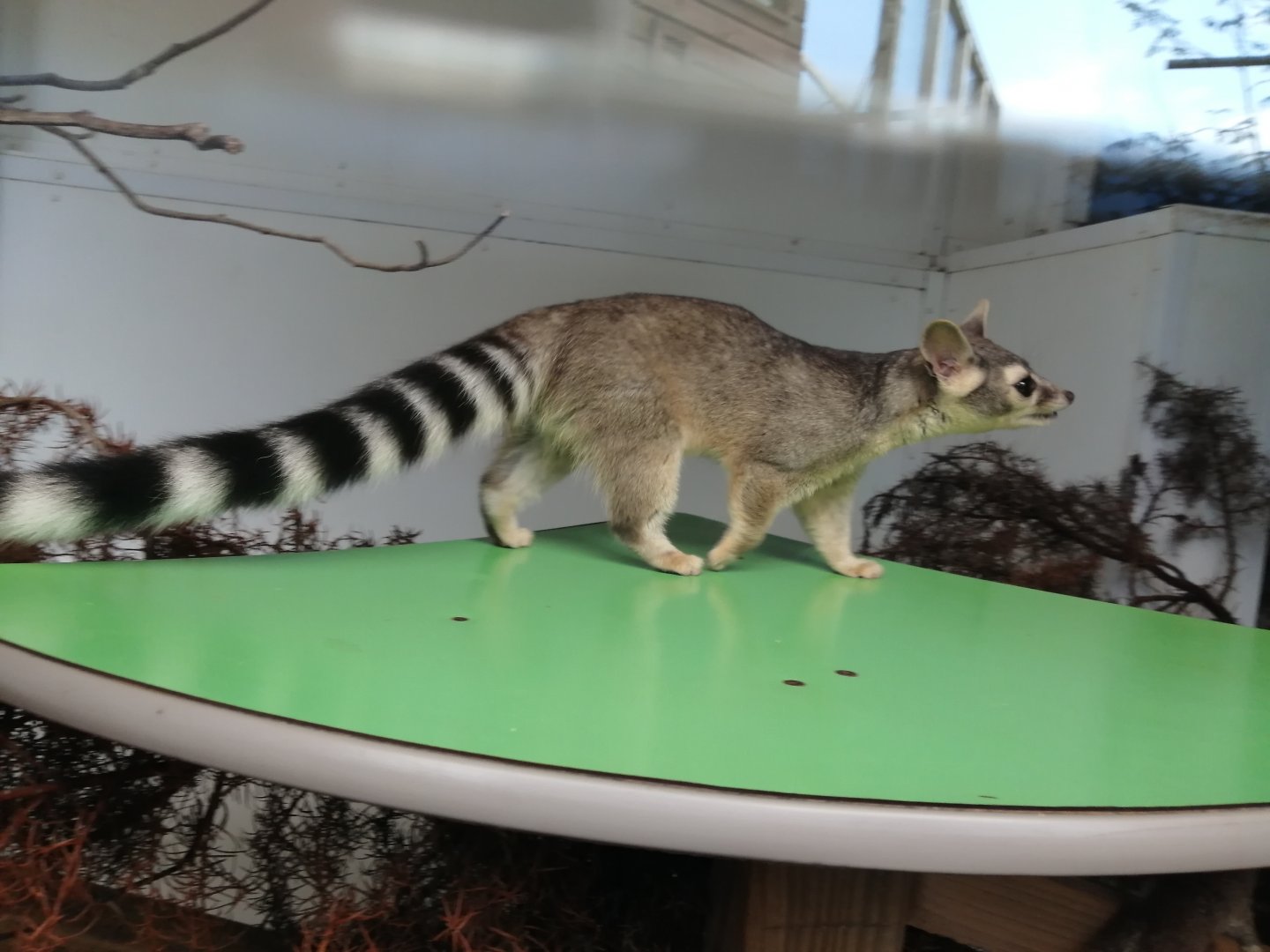 Ringtail - 1/9/20