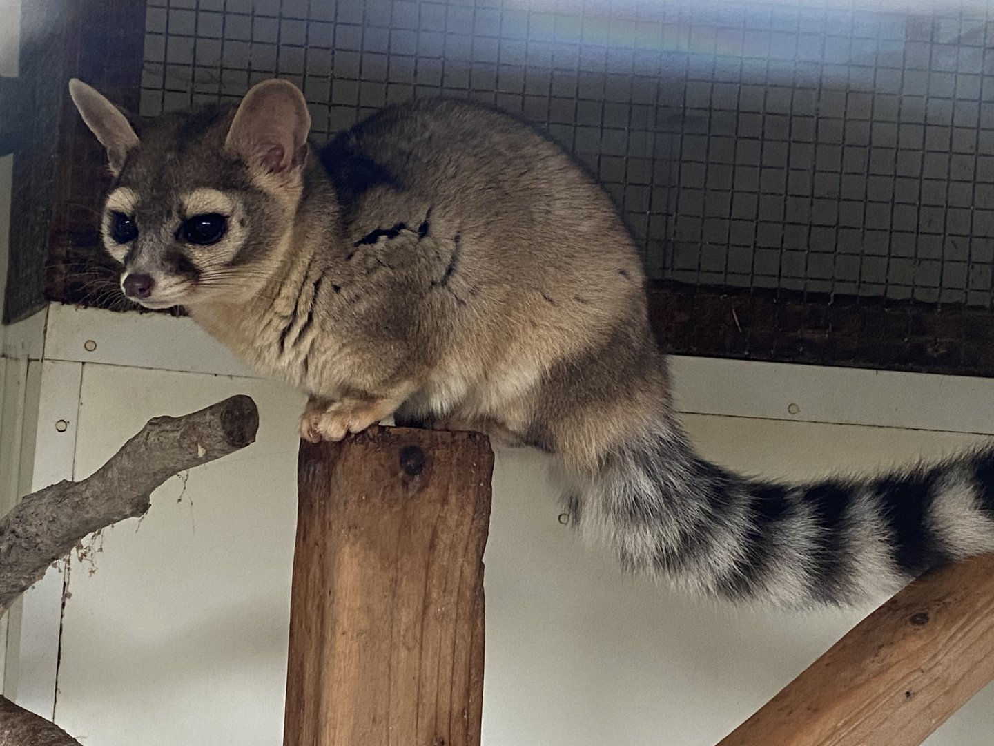 Ringtail 101119