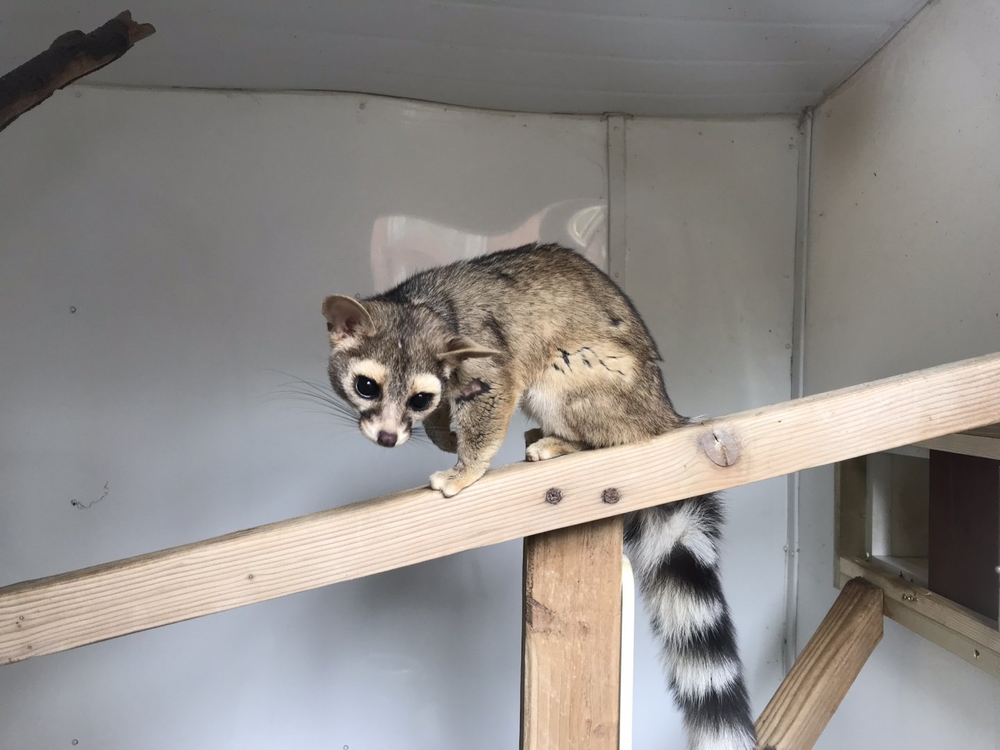 Ringtail 280419
