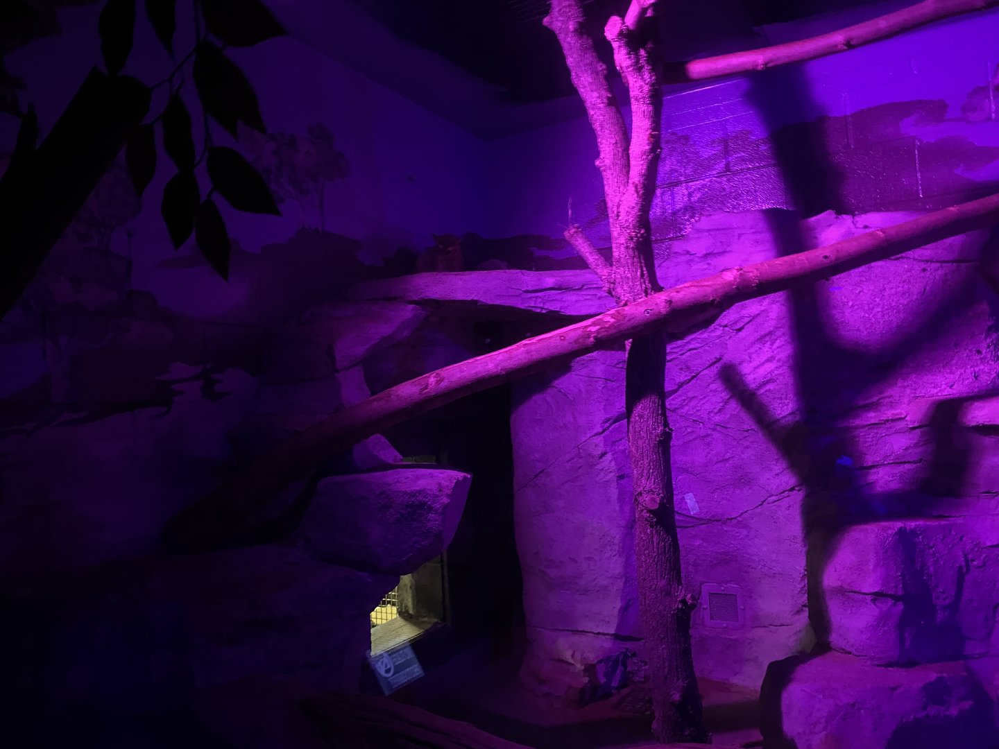 Ringtail (2nd Enclosure) 7-11-2033