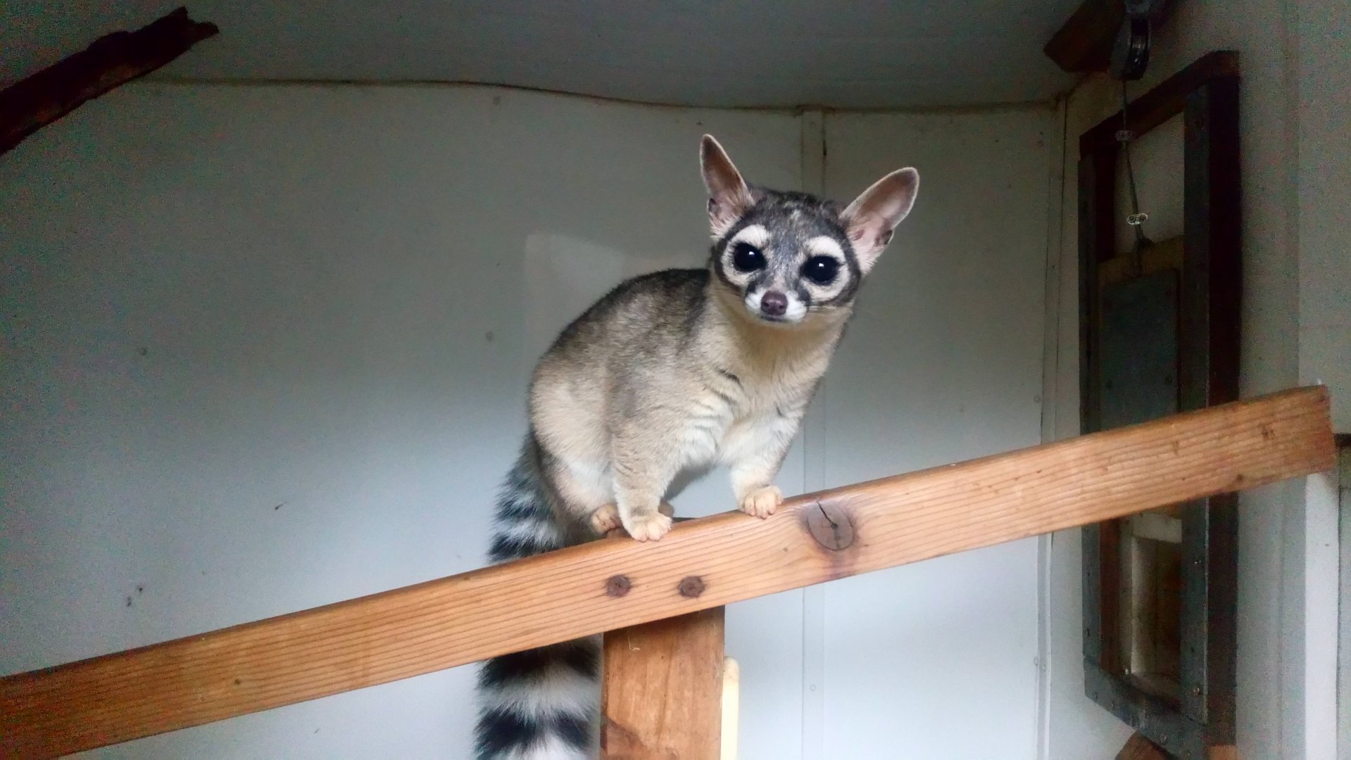 Ringtail 8/10/20
