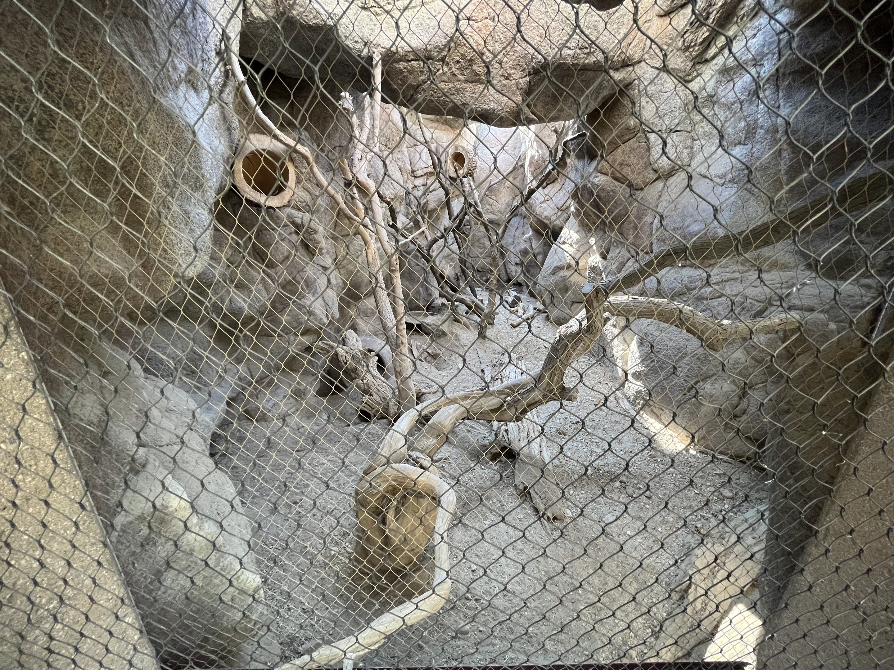 Ringtail/Armadillo Exhibit