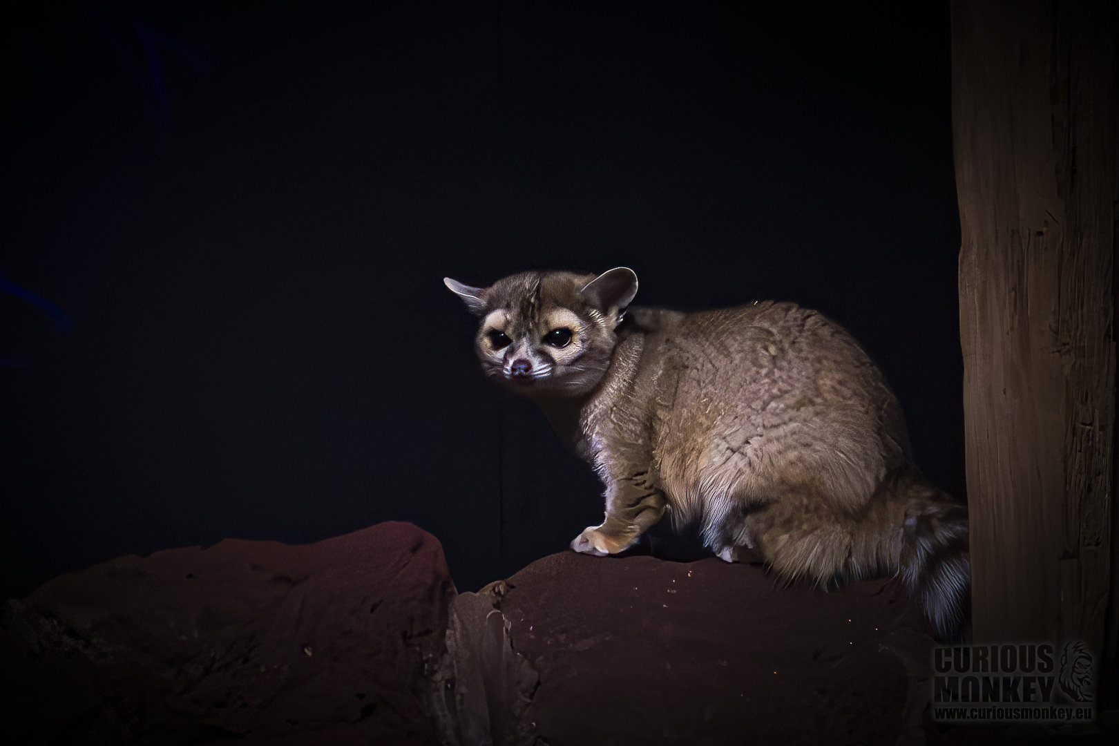 Ringtail (bassariscus astutus) 11/19