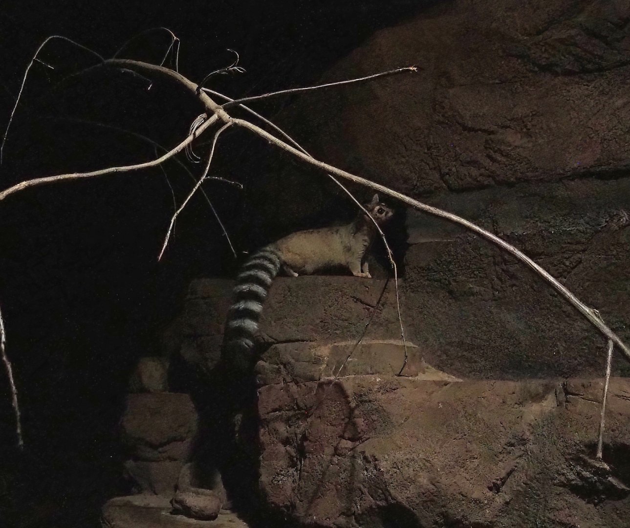 Ringtail (Bassariscus astutus), 2023-10-07
