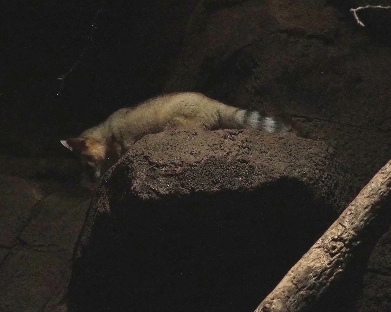Ringtail (Bassariscus astutus), 2023-10-07