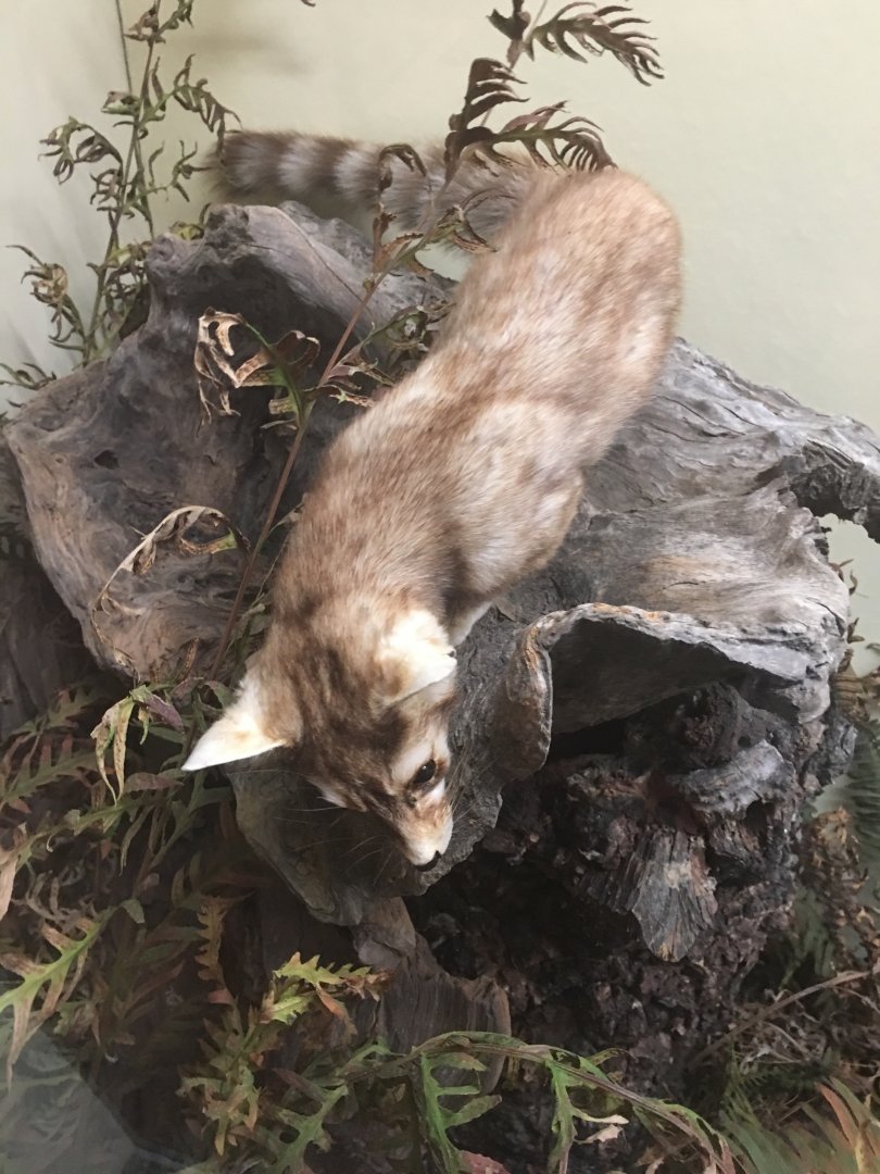 Ringtail (Bassariscus astutus raptor)