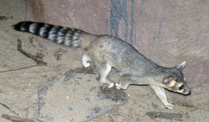 Ringtail (Bassariscus astutus)