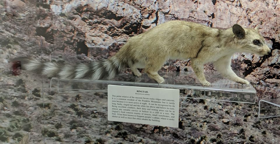 Ringtail (Bassariscus astutus)